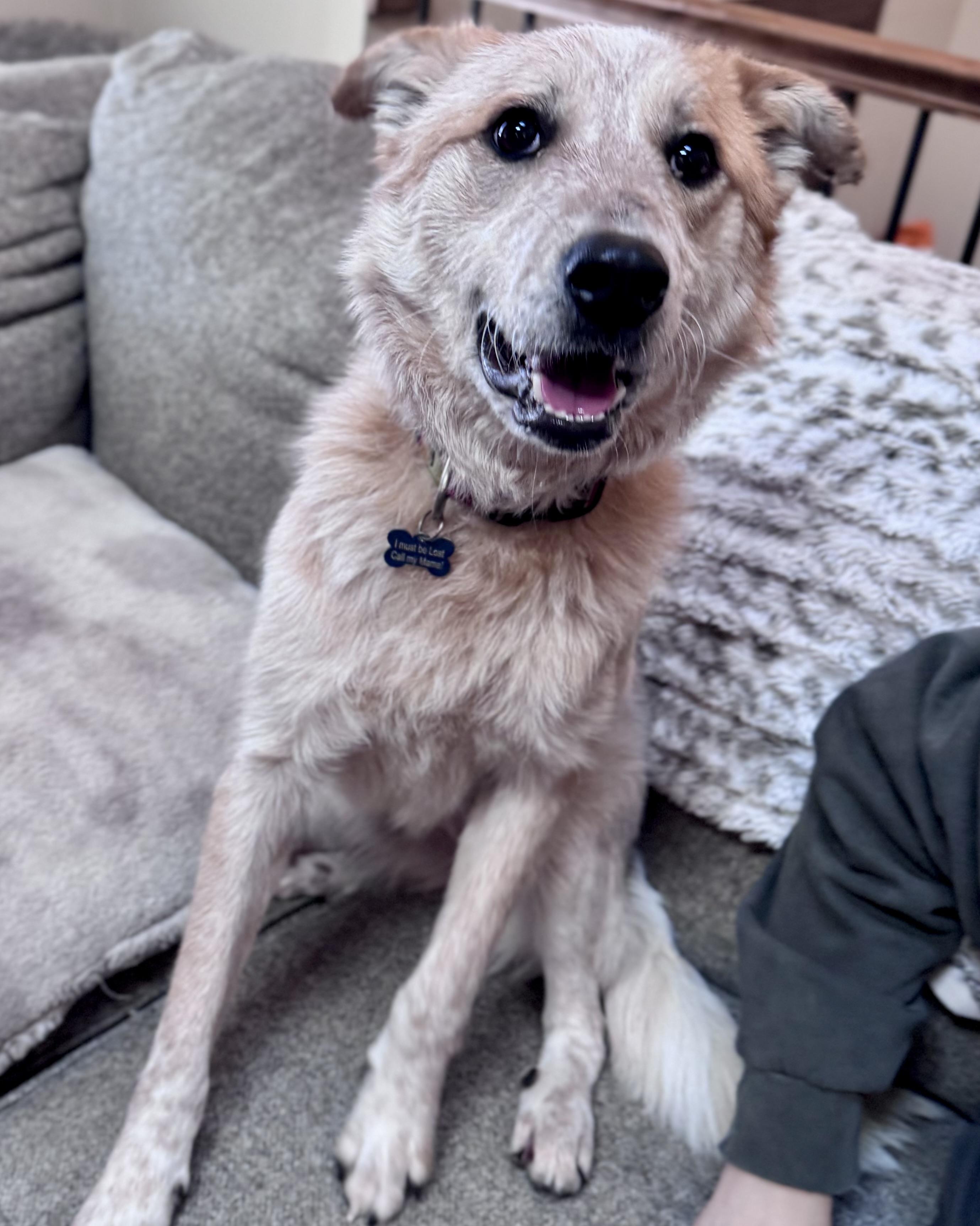 Enlarge Sunflower , a ADOPTABLE Australian Cattle Dog / Blue Heeler in Olathe, KS image 2/6