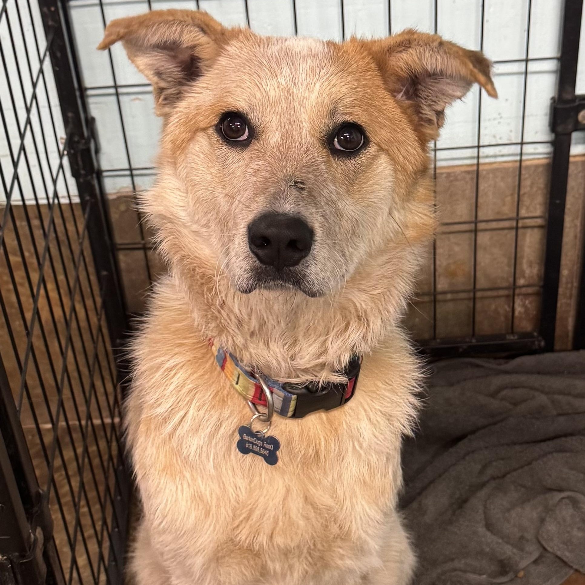 Enlarge Sunflower , a ADOPTABLE Australian Cattle Dog / Blue Heeler in Louisburg, KS image 3/6