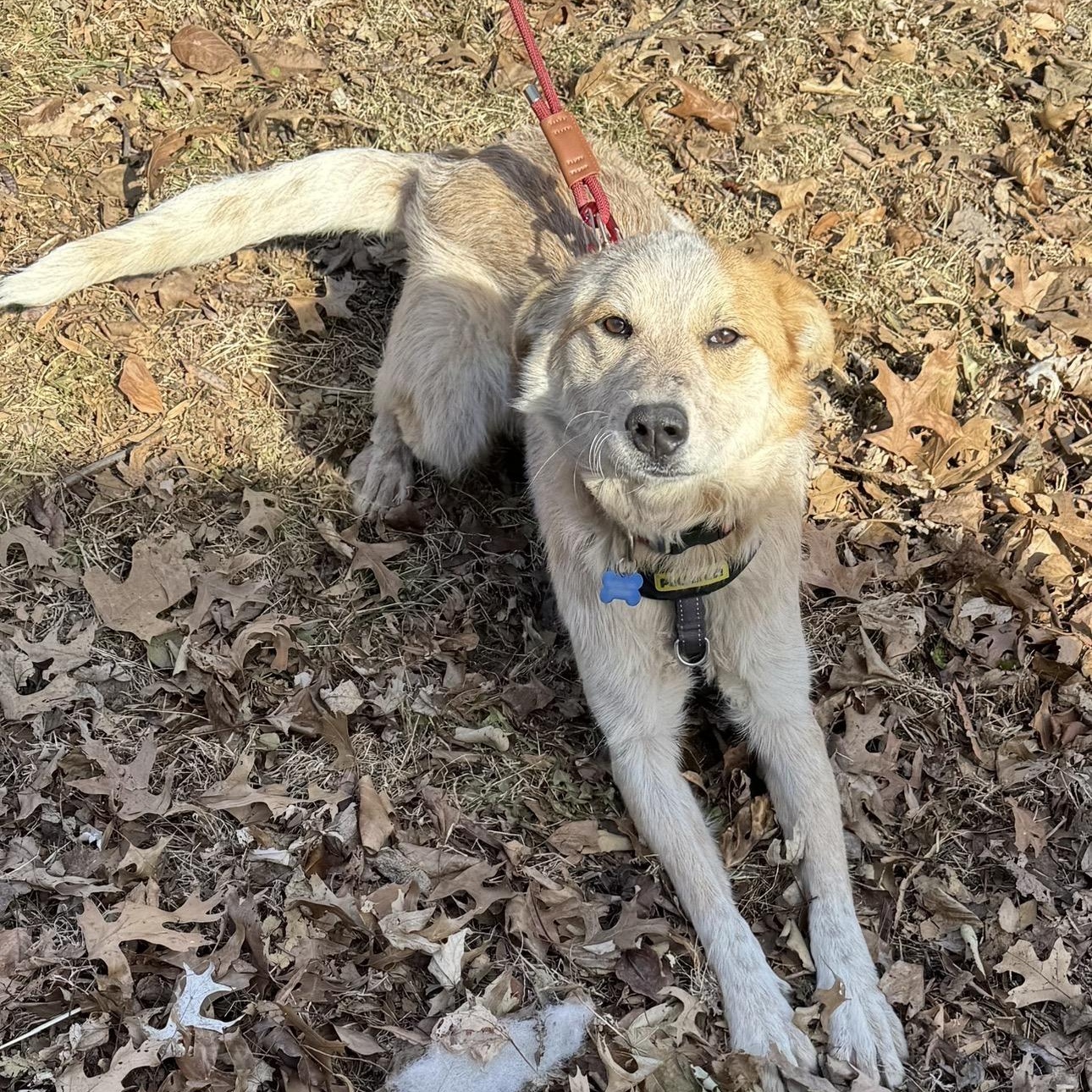 Sunflower , ADOPTABLE, Young Female Cattle Dog.