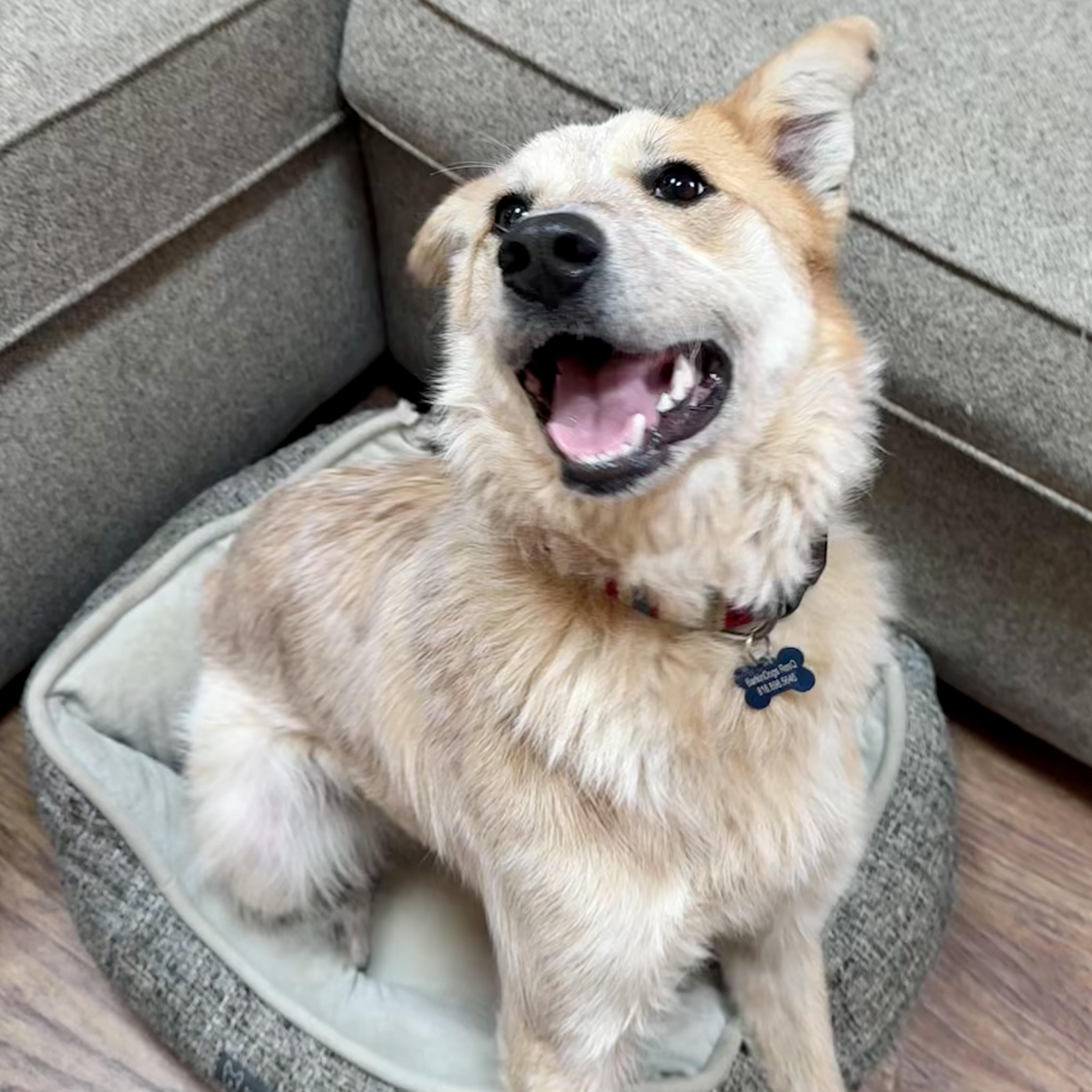 Sunflower , ADOPTABLE, Young Female Australian Cattle Dog / Blue Heeler.