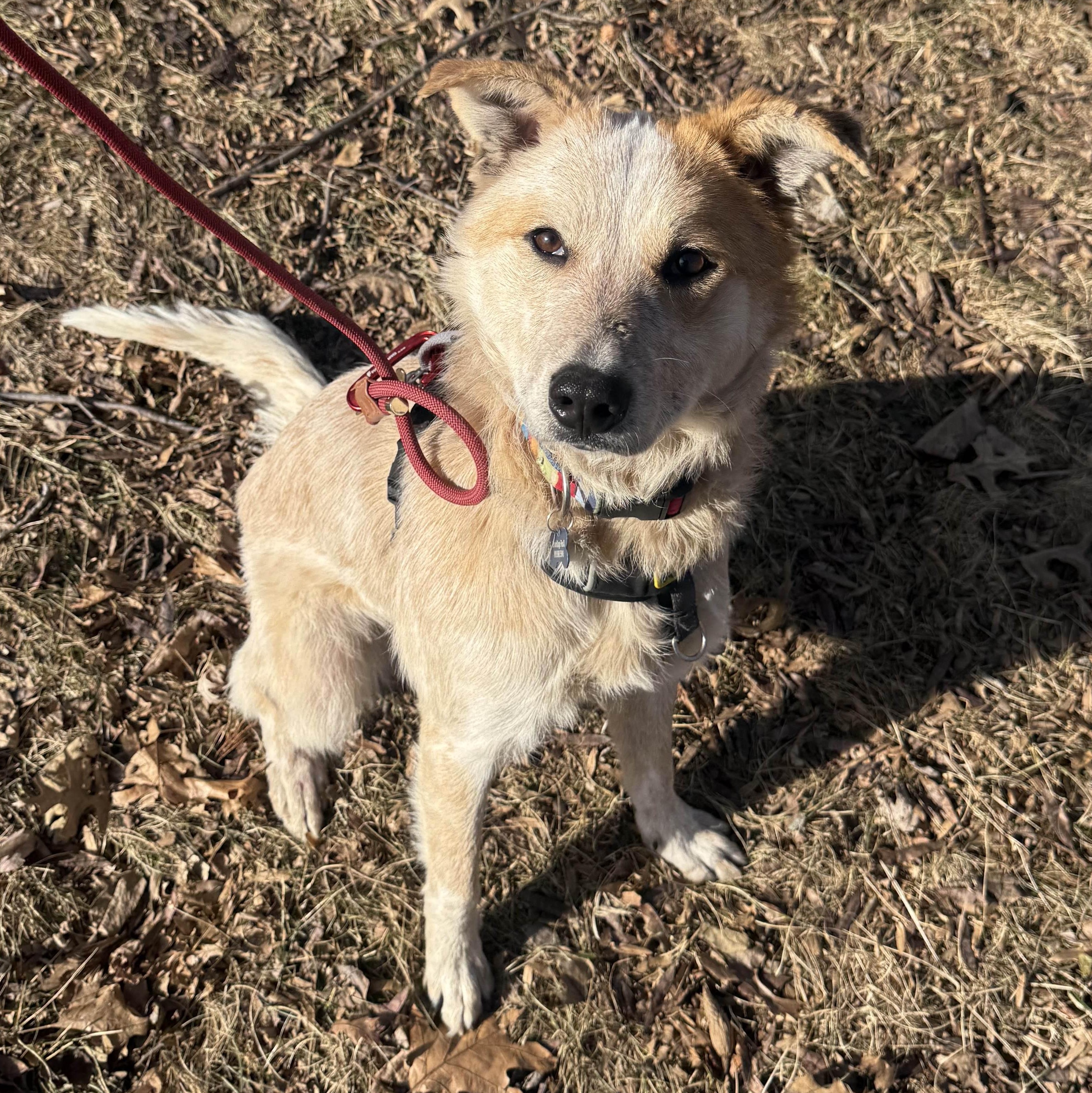 Sunflower , ADOPTABLE, Young Female Australian Cattle Dog / Blue Heeler.