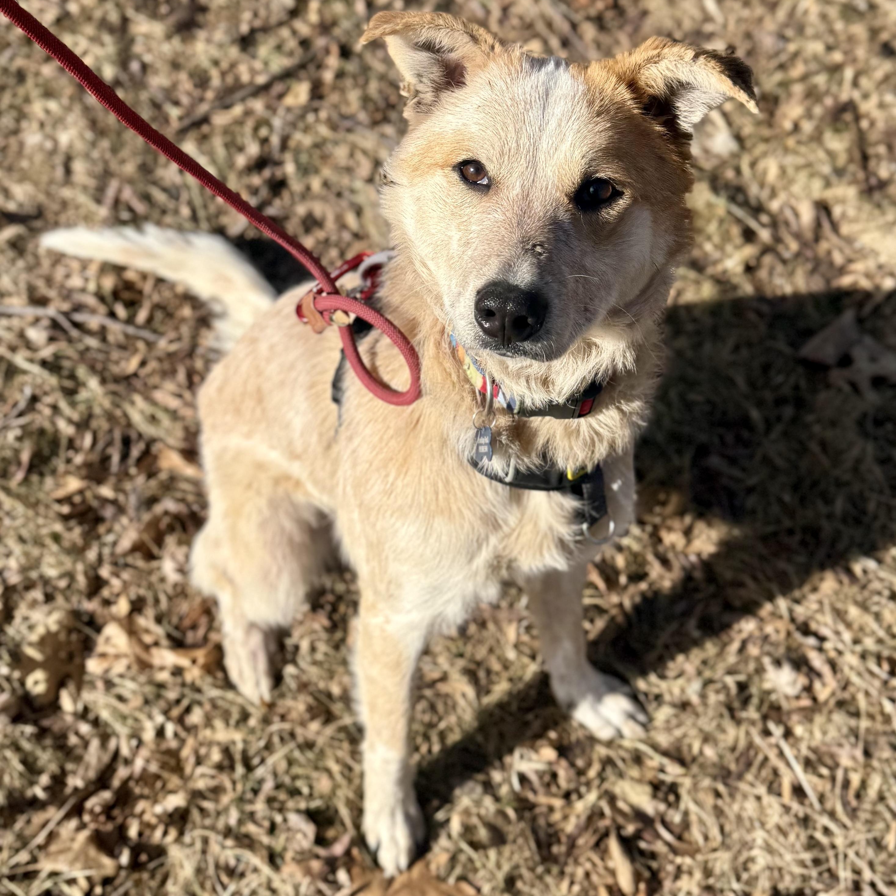 Enlarge Sunflower , a ADOPTABLE Australian Cattle Dog / Blue Heeler in Olathe, KS image 3/6