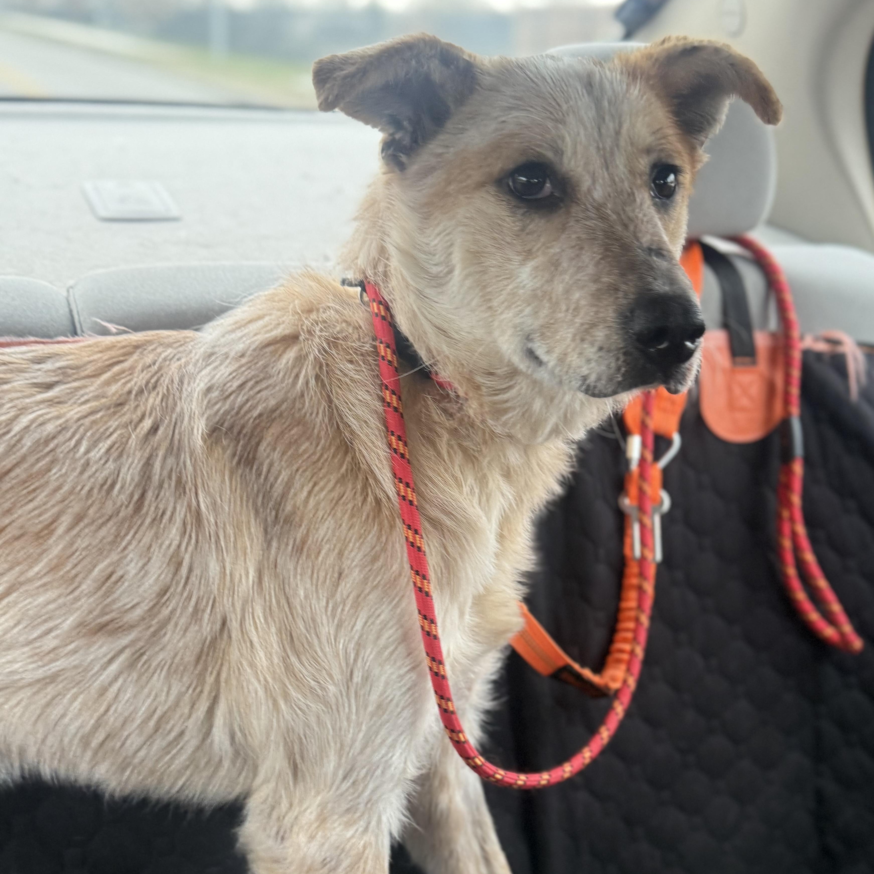 Enlarge Sunflower , a ADOPTABLE Australian Cattle Dog / Blue Heeler in Louisburg, KS image 6/6