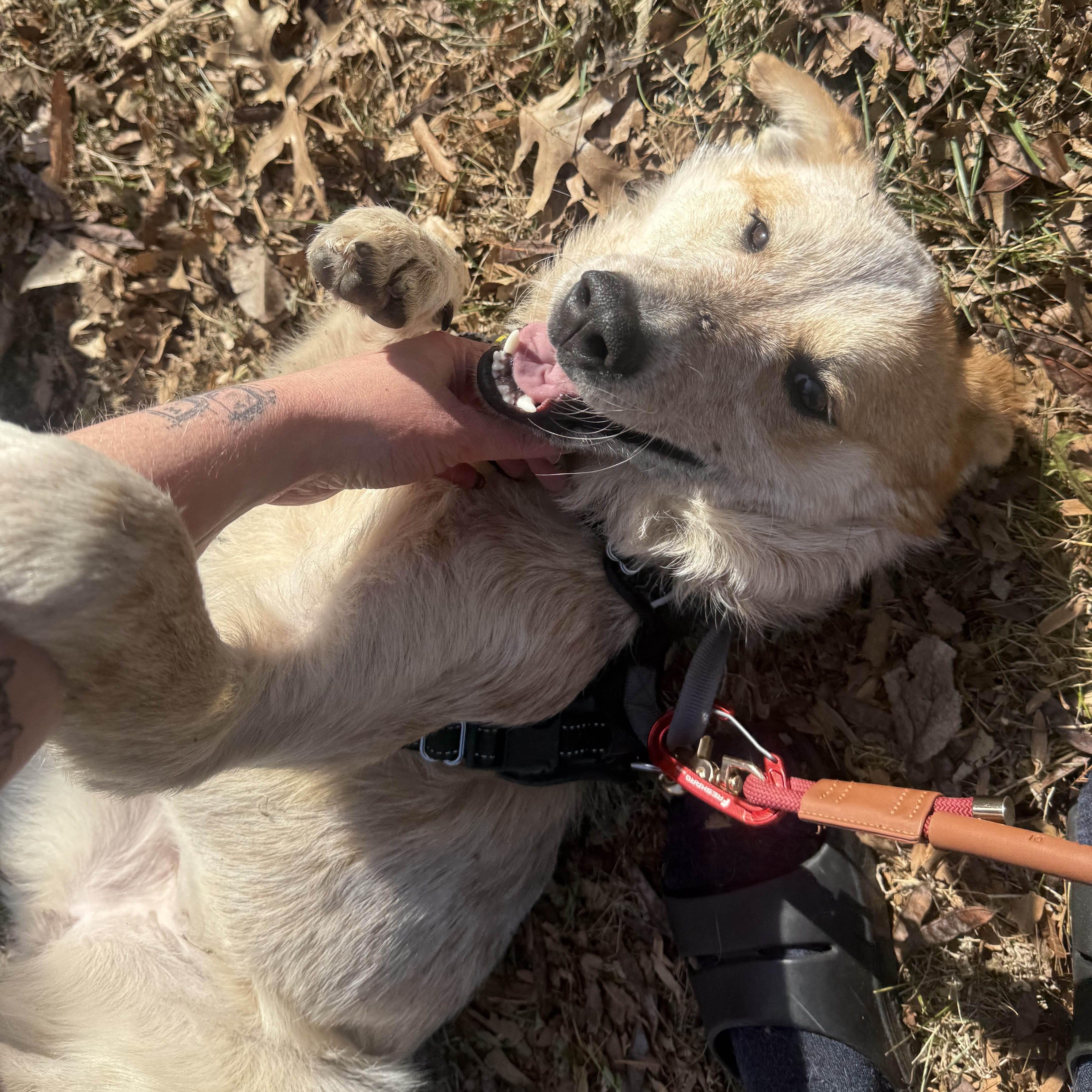 Enlarge Sunflower , a ADOPTABLE Australian Cattle Dog / Blue Heeler in Louisburg, KS image 4/6