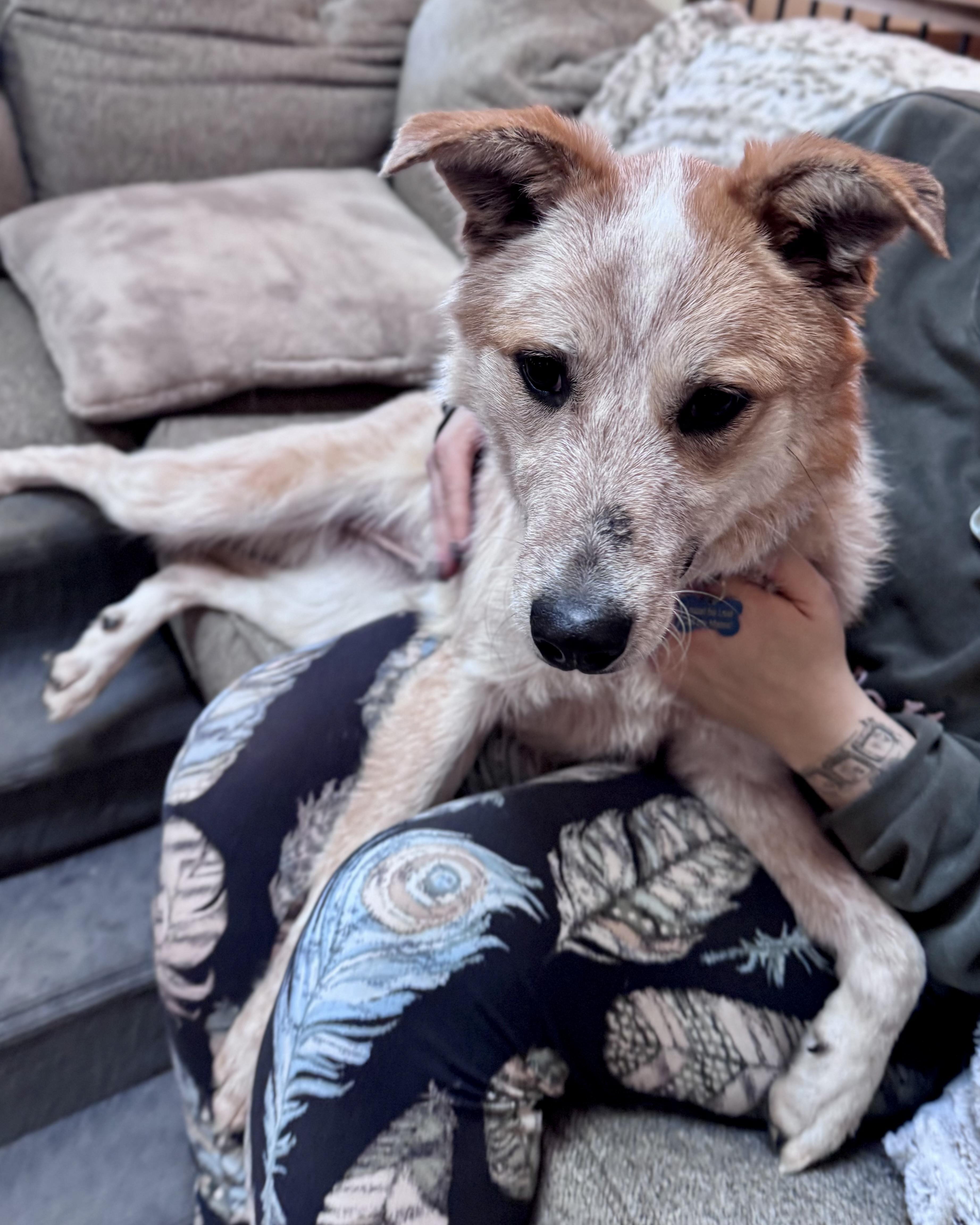 Enlarge Sunflower , a ADOPTABLE Australian Cattle Dog / Blue Heeler in Olathe, KS image 4/6