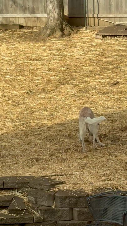 Enlarge Sunflower , a ADOPTABLE Australian Cattle Dog / Blue Heeler in Olathe, KS video 6/6