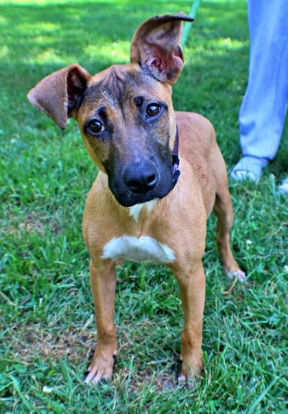 Darla, Adoptable, Puppy Female Boxer & Mixed Breed.