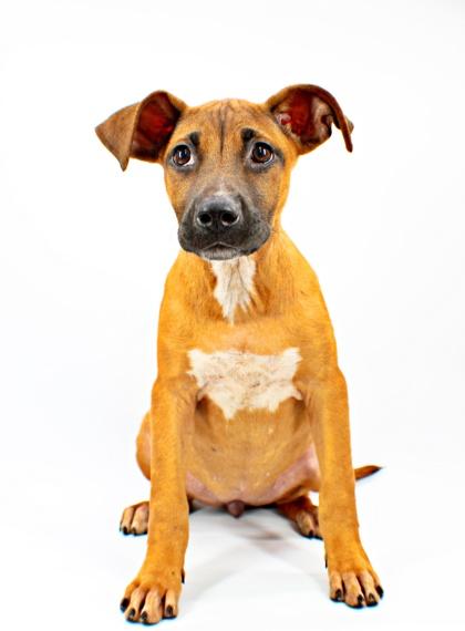 Darla, a Adoptable mixed breed in Morton Grove, IL image 2/2