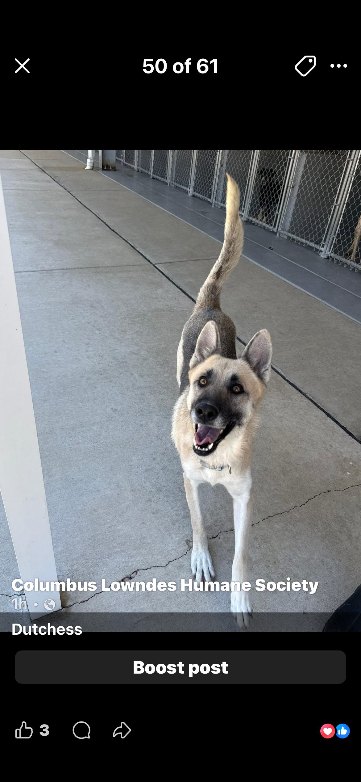 Enlarge Dutchess, a ADOPTABLE mixed breed in Columbus, MS image 1/1