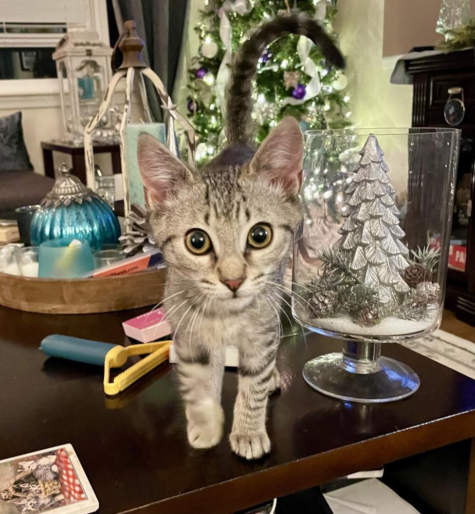 Dale, Adoptable, Kitten Male Domestic Short Hair.