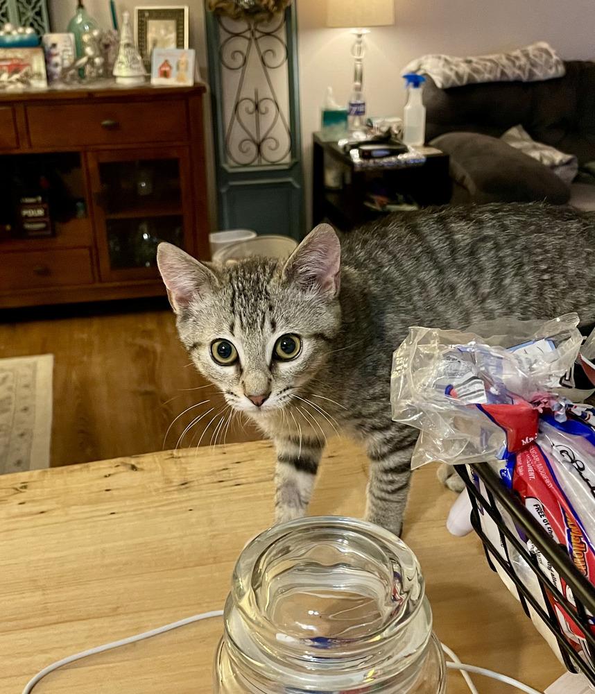 Dale, a Adoptable mixed breed in East Greenville, PA image 2/4