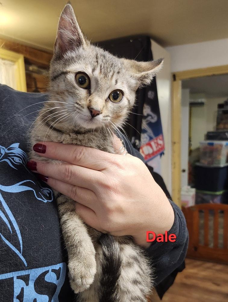 Dale, a Adoptable mixed breed in East Greenville, PA image 3/4