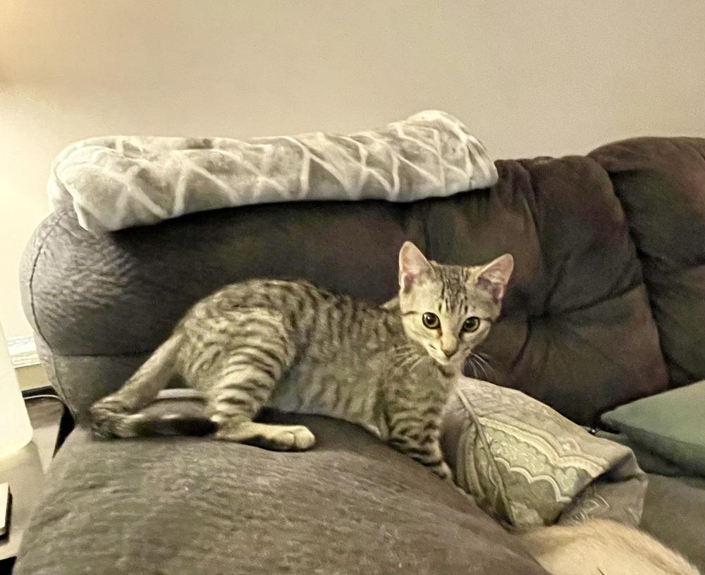 Dale, a Adoptable mixed breed in East Greenville, PA image 4/4