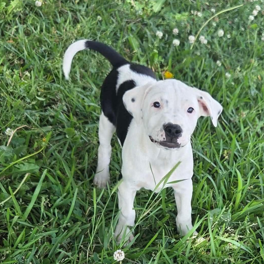 Inky, a Adoptable mixed breed in North Grafton, MA image 5/6