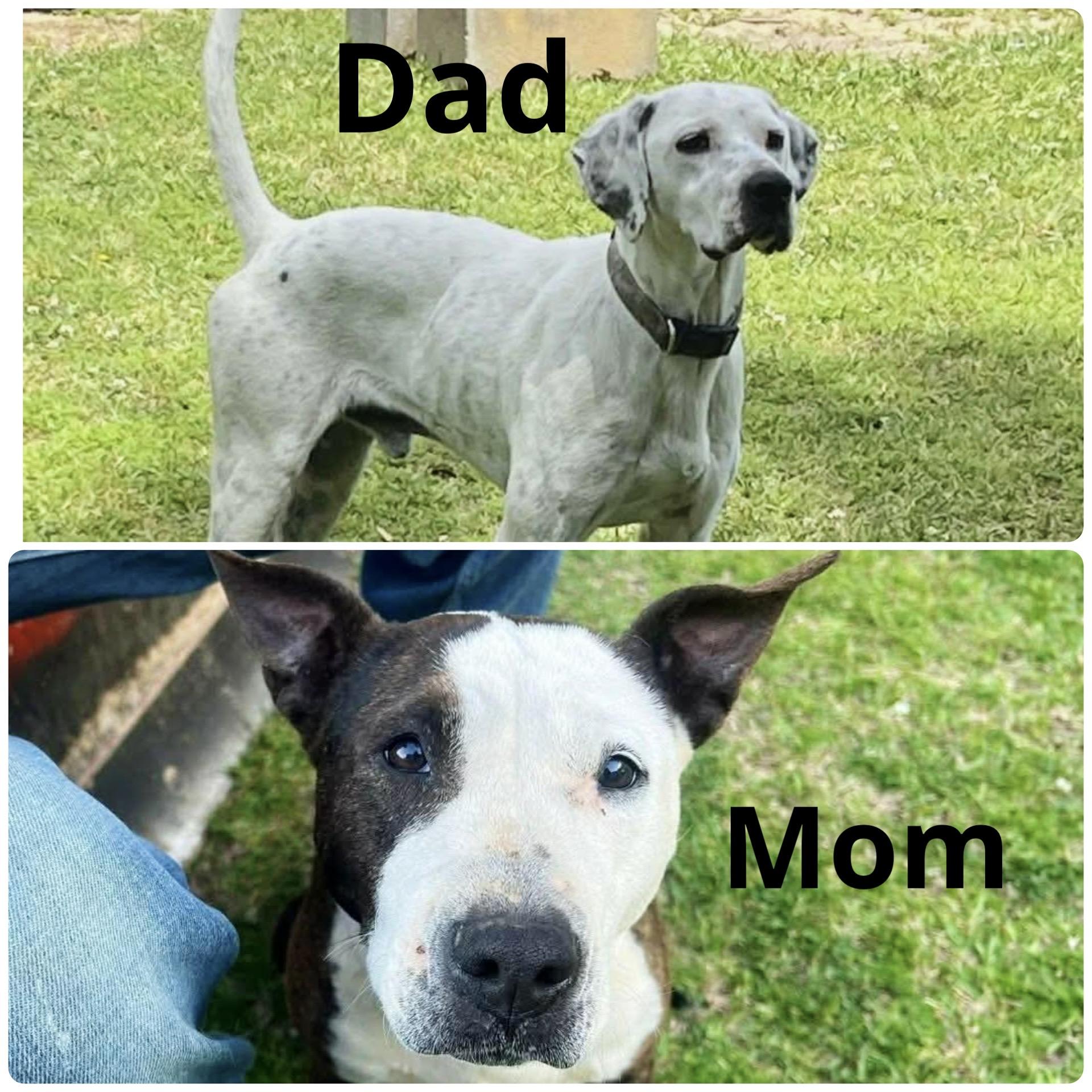 Inky, a Adoptable mixed breed in North Grafton, MA image 6/6