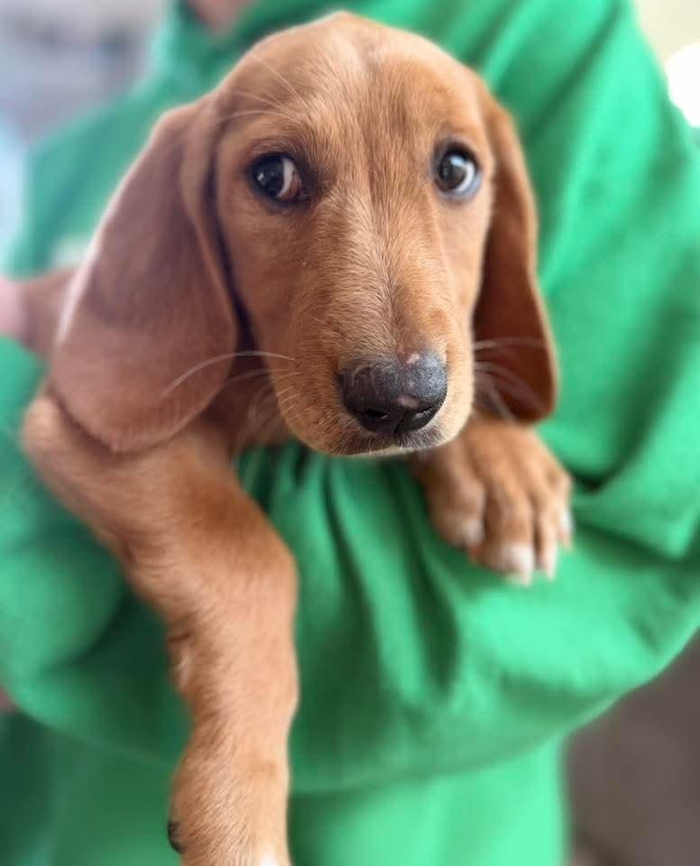 Pluto, Adoptable, Puppy Male Basset Hound.