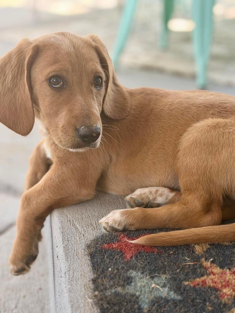 Enlarge Pluto, a Adoptable mixed breed in Parker, CO image 3/4