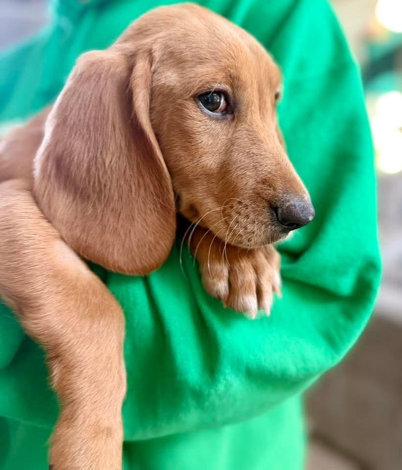 Enlarge Pluto, a Adoptable mixed breed in Parker, CO image 4/4