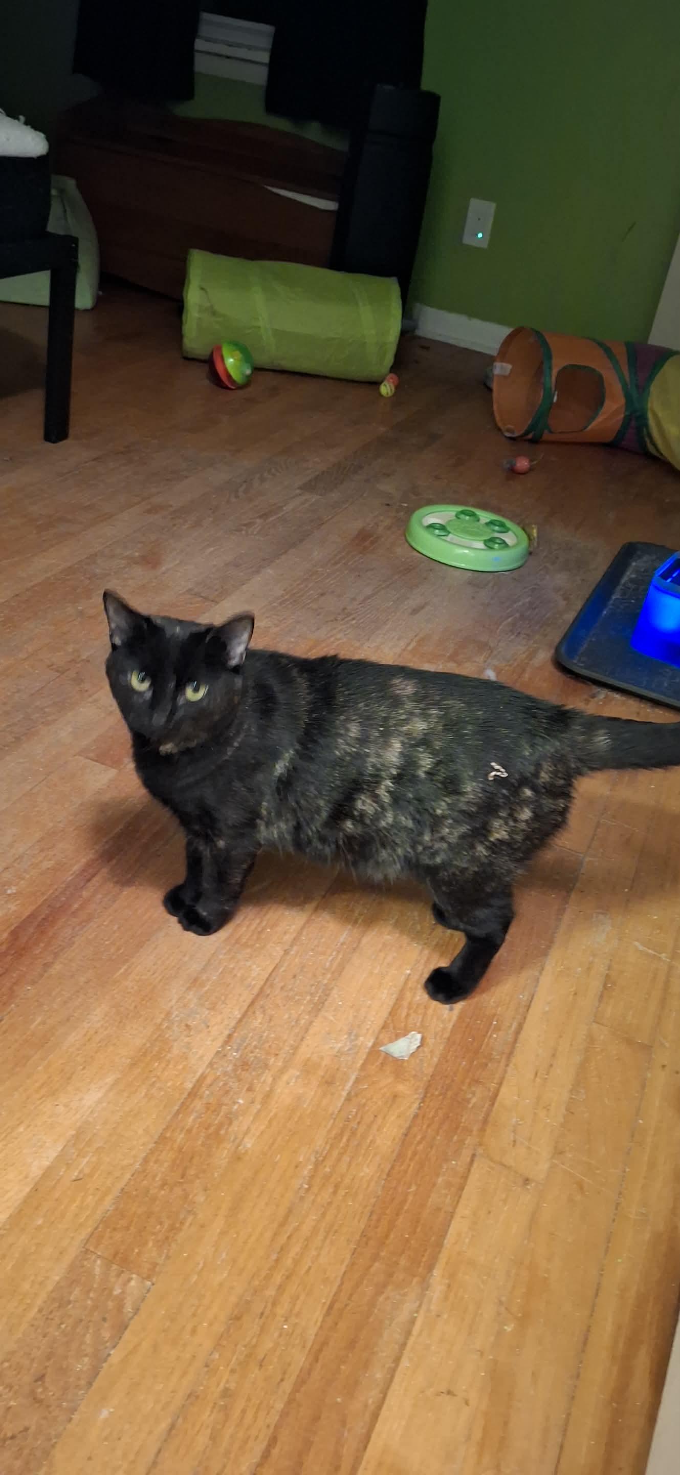 Missy, ADOPTABLE, Young Female Tortoiseshell.