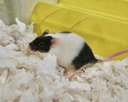 Rosemary, Adoptable, Baby Male Mouse & Mouse.
