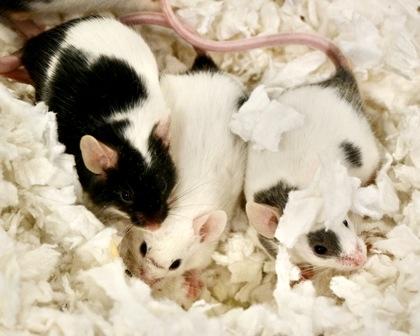 Enlarge Rosemary, a Adoptable mixed breed in West Seneca, NY image 2/2