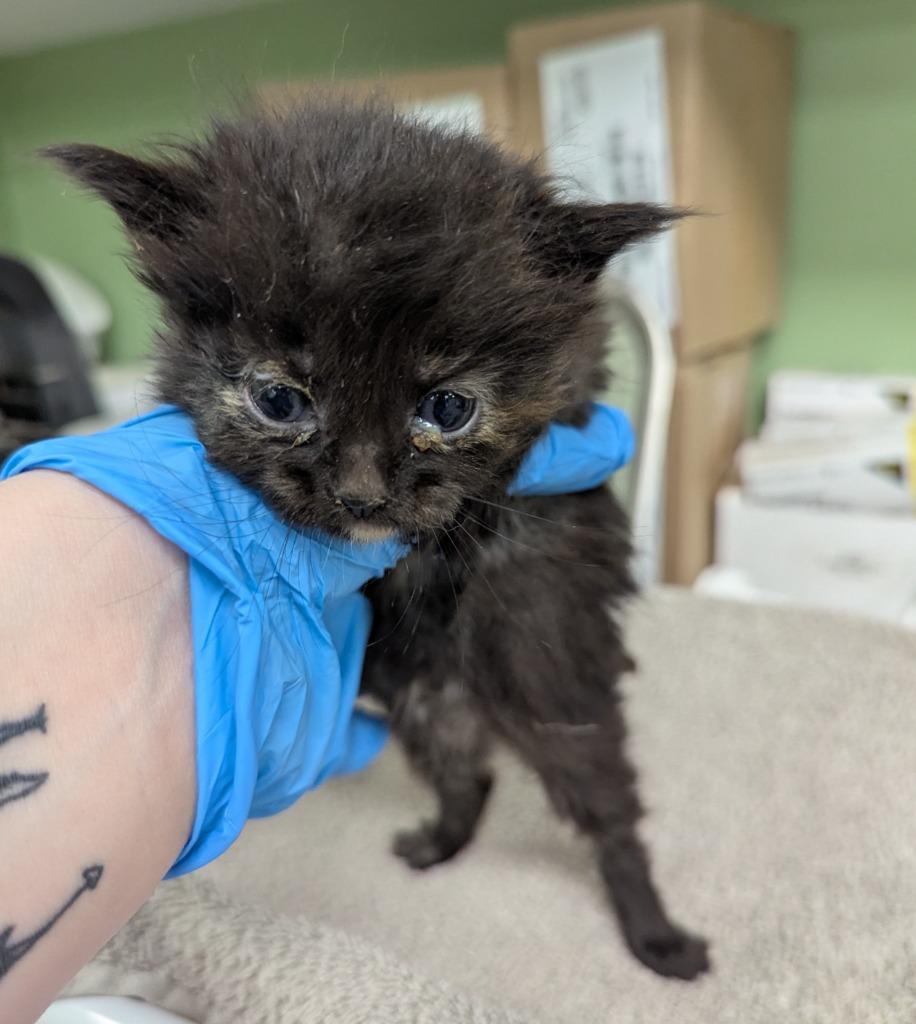 Lola, Adoptable, Kitten Female Domestic Medium Hair.