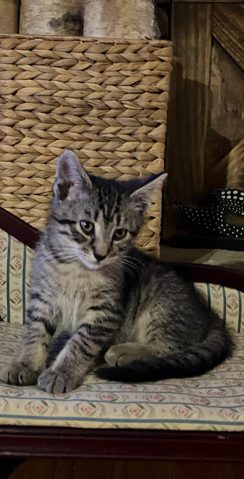 Enlarge Gabby  - Complimentary posting, a Adoptable Domestic Medium Hair in Alpharetta, GA image 1/3