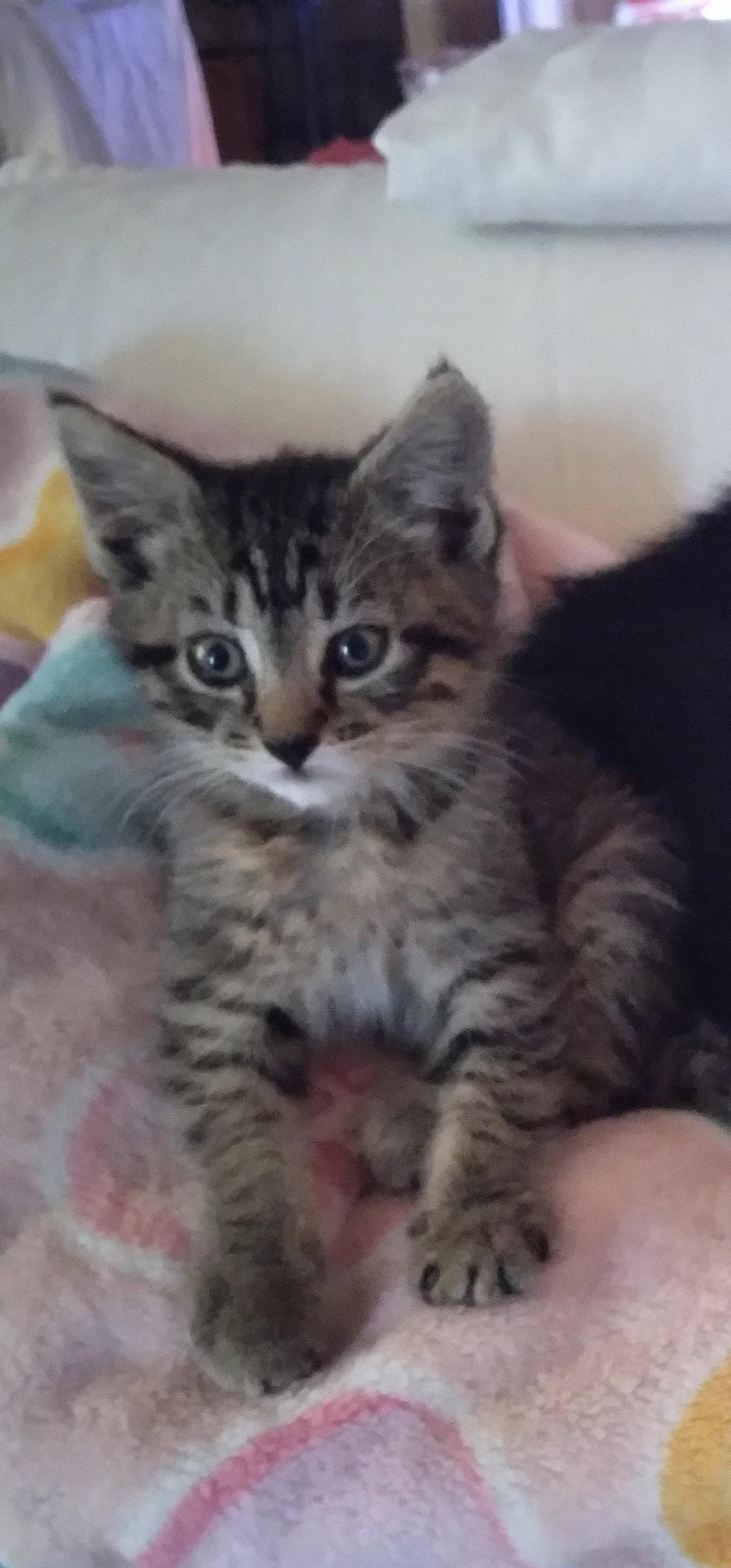 Enlarge Gabby  - Complimentary posting, a Adoptable Domestic Medium Hair in Alpharetta, GA image 2/3