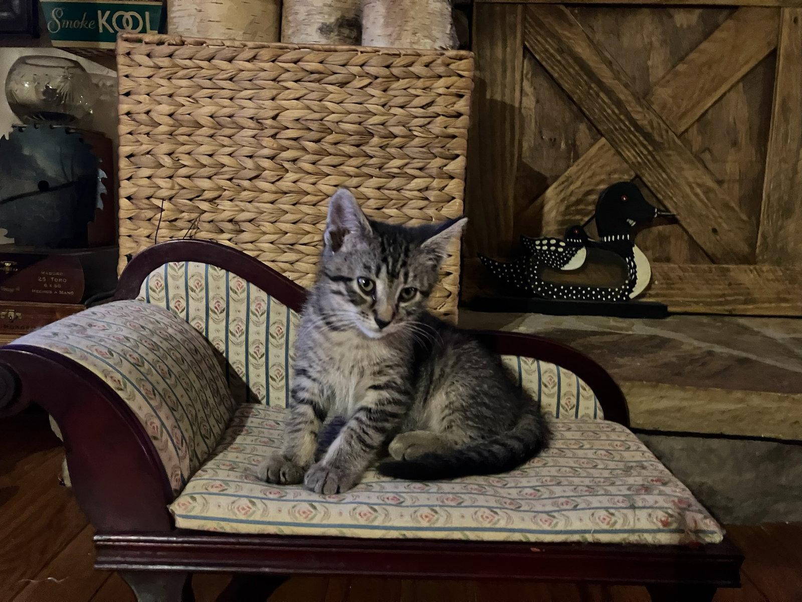 Enlarge Gabby  - Complimentary posting, a Adoptable Domestic Medium Hair in Alpharetta, GA image 3/3