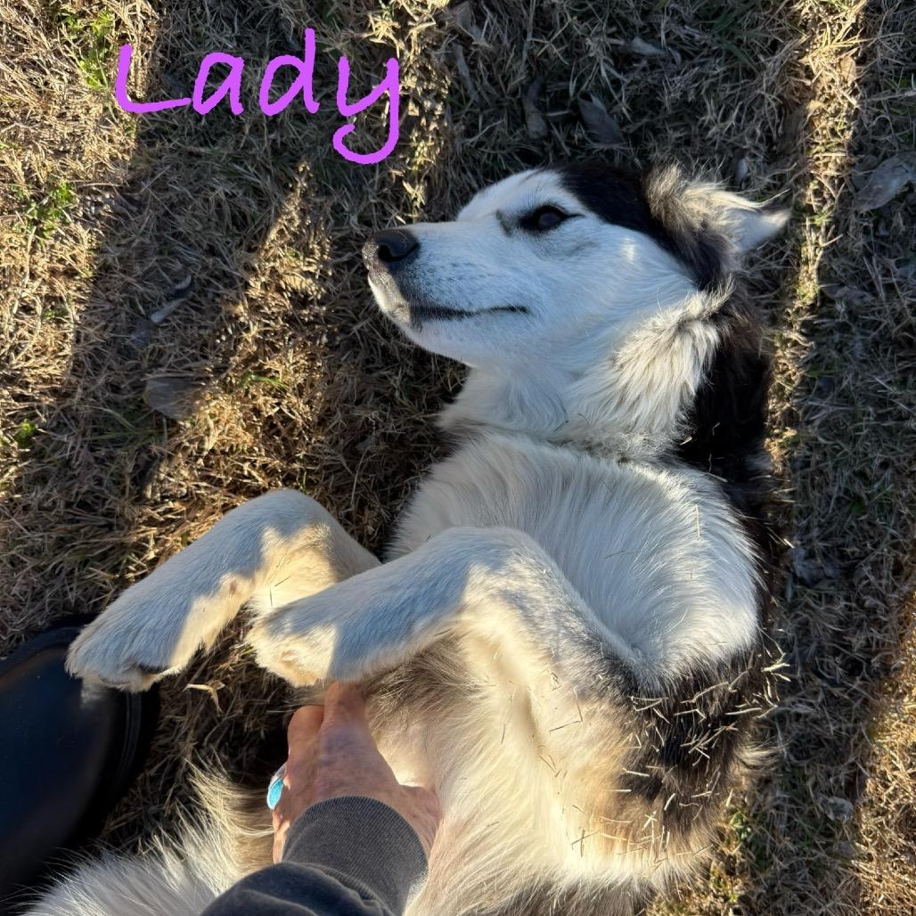 Lady, a Adoptable mixed breed in Ennis, TX image 1/2