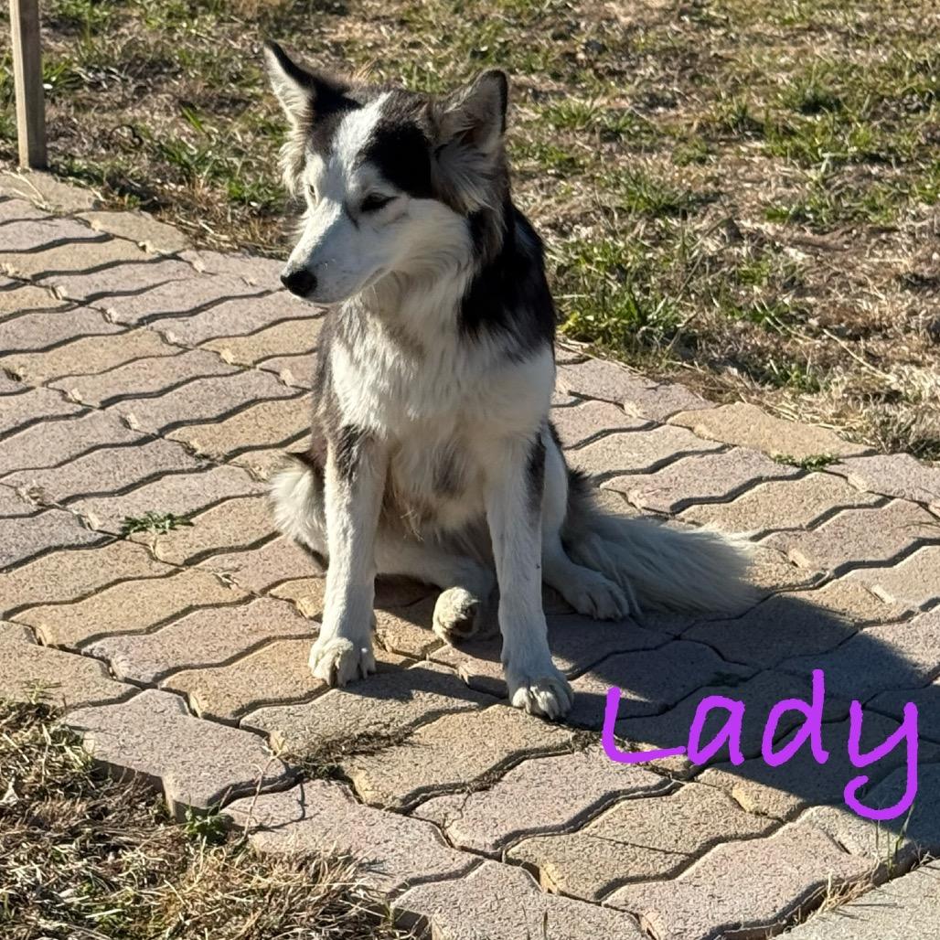 Lady, a Adoptable mixed breed in Ennis, TX image 2/2