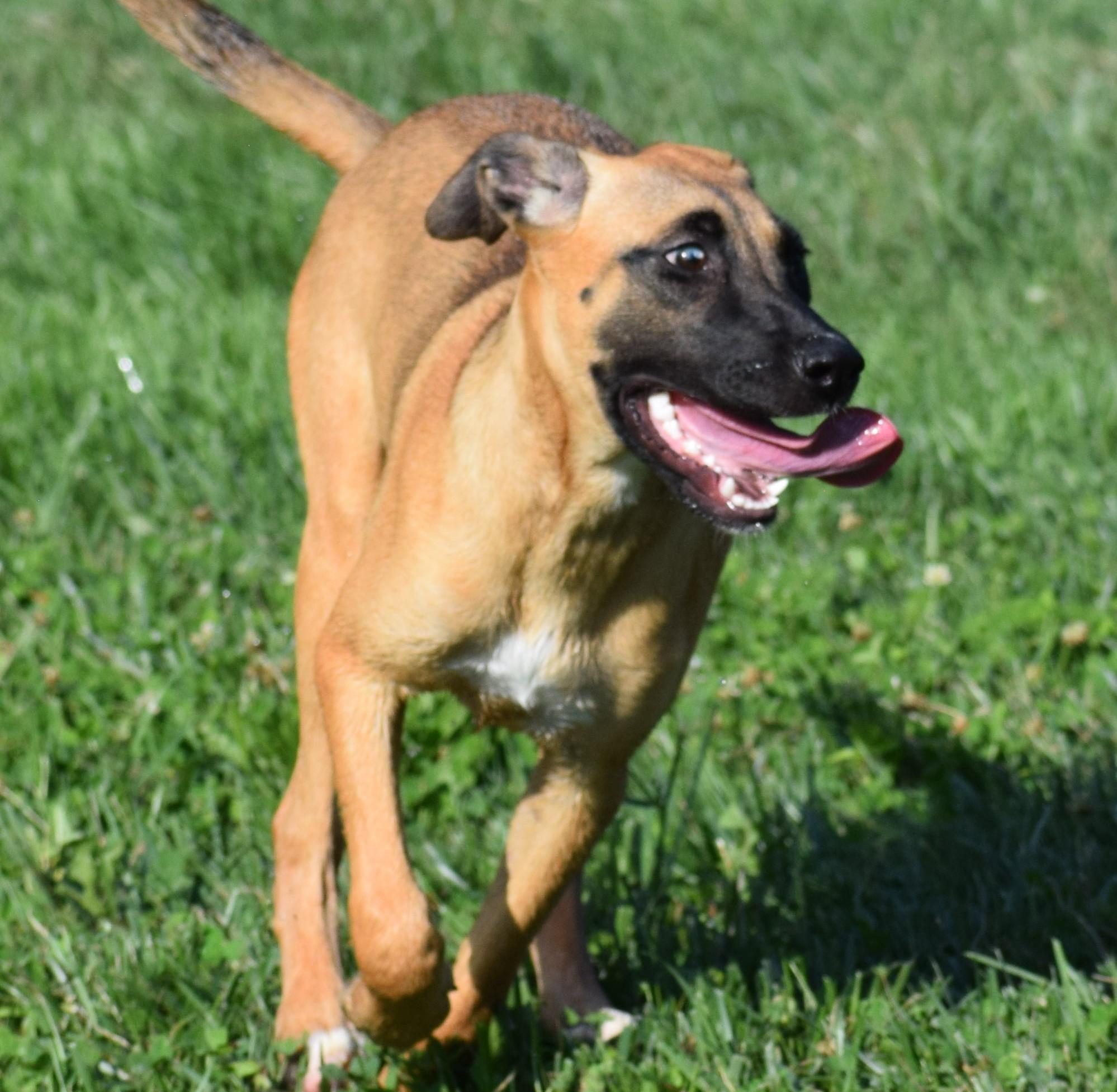 Enlarge Hildie-Pending, a Adoptable mixed breed in Frederick, MD image 4/6