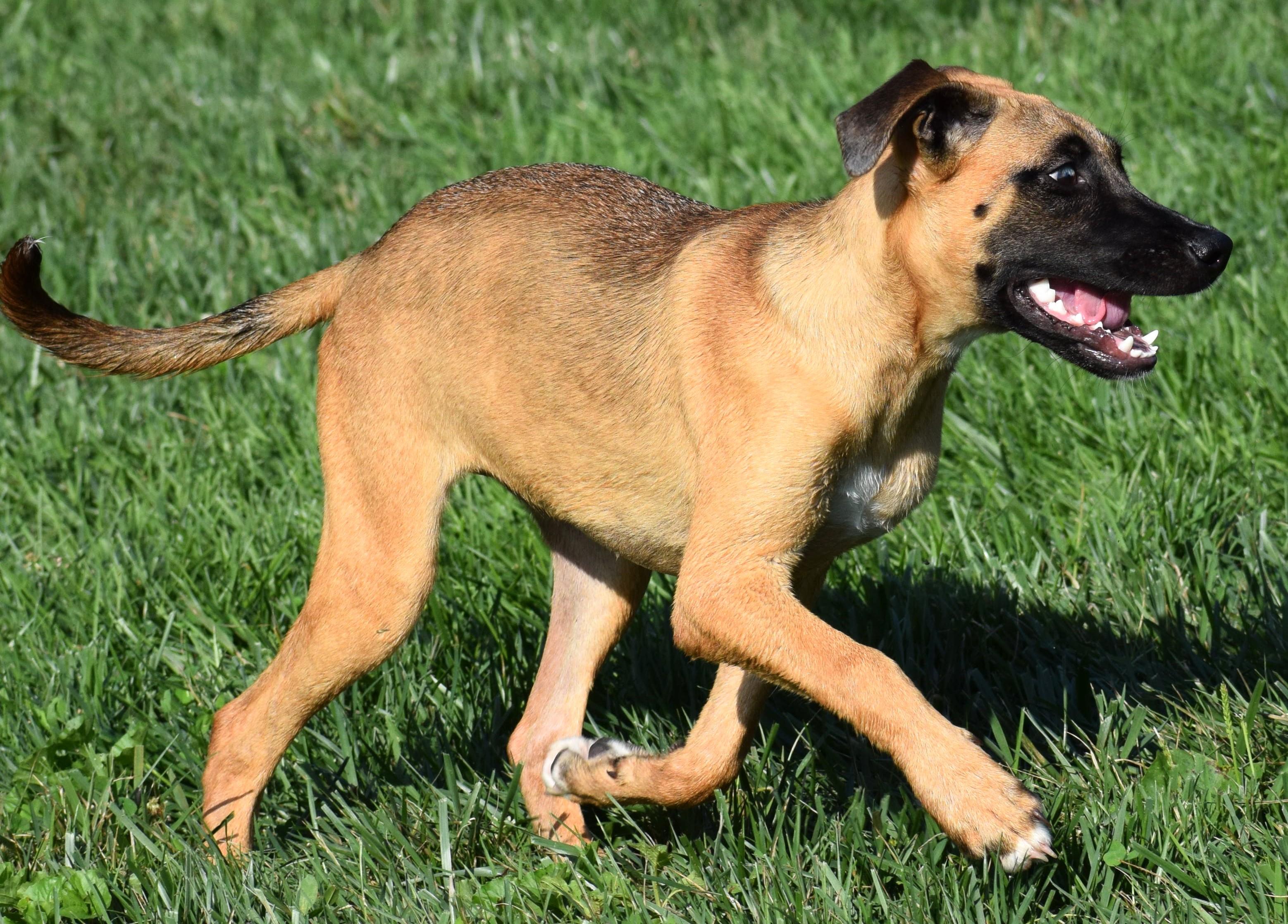 Enlarge Hildie-Pending, a Adoptable mixed breed in Frederick, MD image 5/6