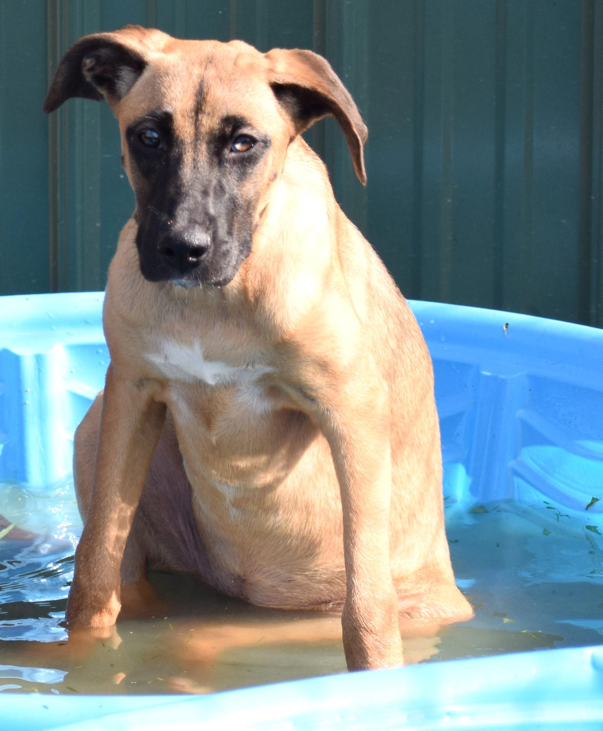 Enlarge Hildie-Pending, a Adoptable mixed breed in Frederick, MD image 3/6