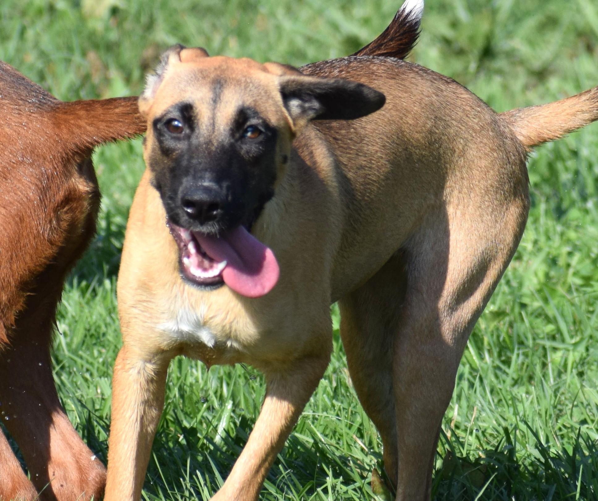 Enlarge Hildie-Pending, a Adoptable mixed breed in Frederick, MD image 2/6