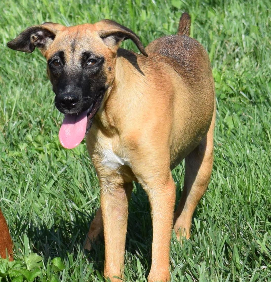 Hildie-Pending, Adoptable, Puppy Female Shepherd.