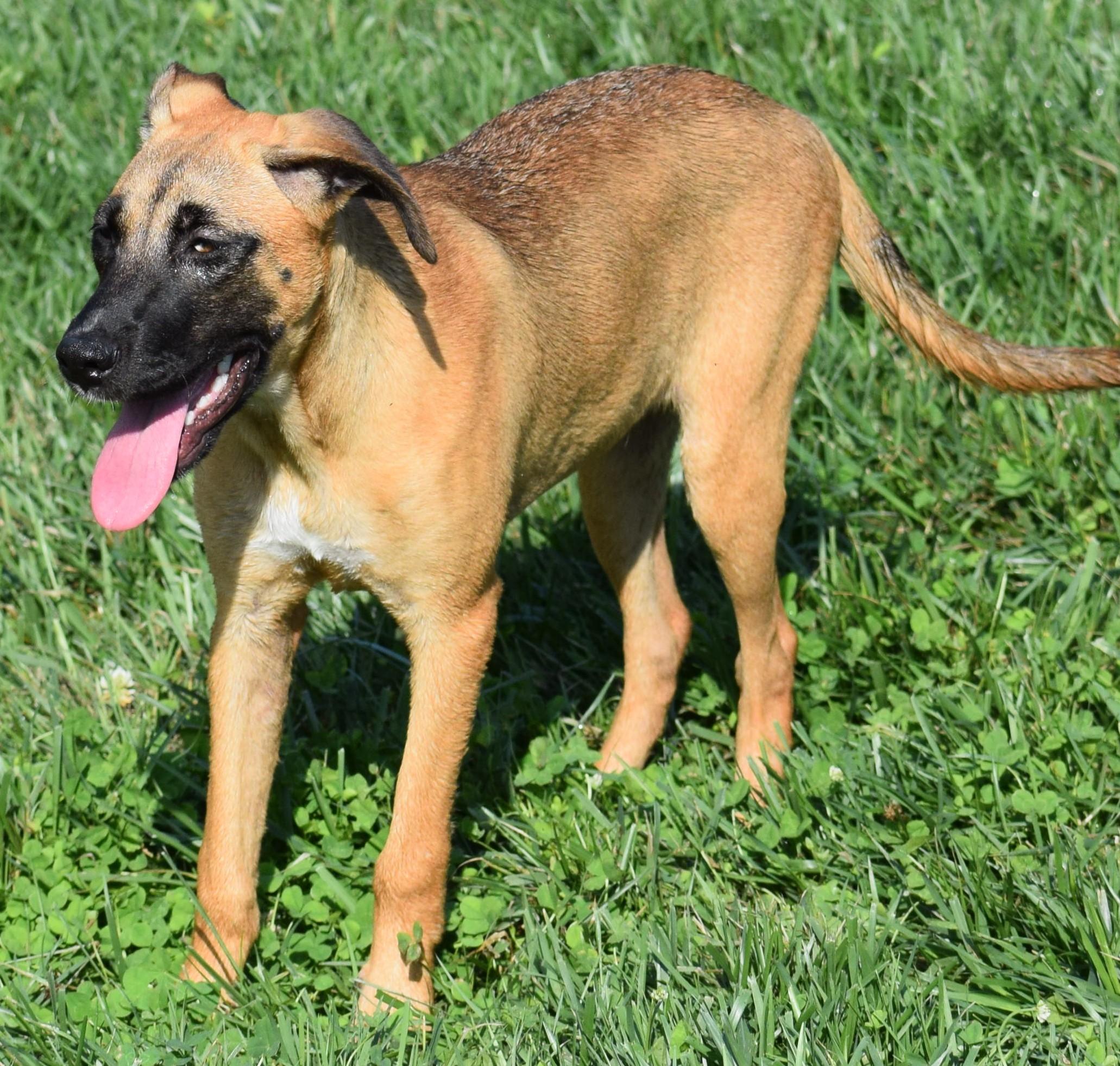 Enlarge Hildie-Pending, a Adoptable mixed breed in Frederick, MD image 6/6
