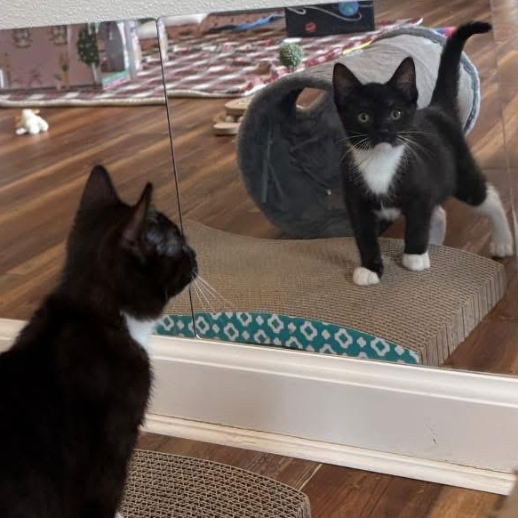 Zuzu, an adopted Tuxedo in Blanch, NC image 4/6