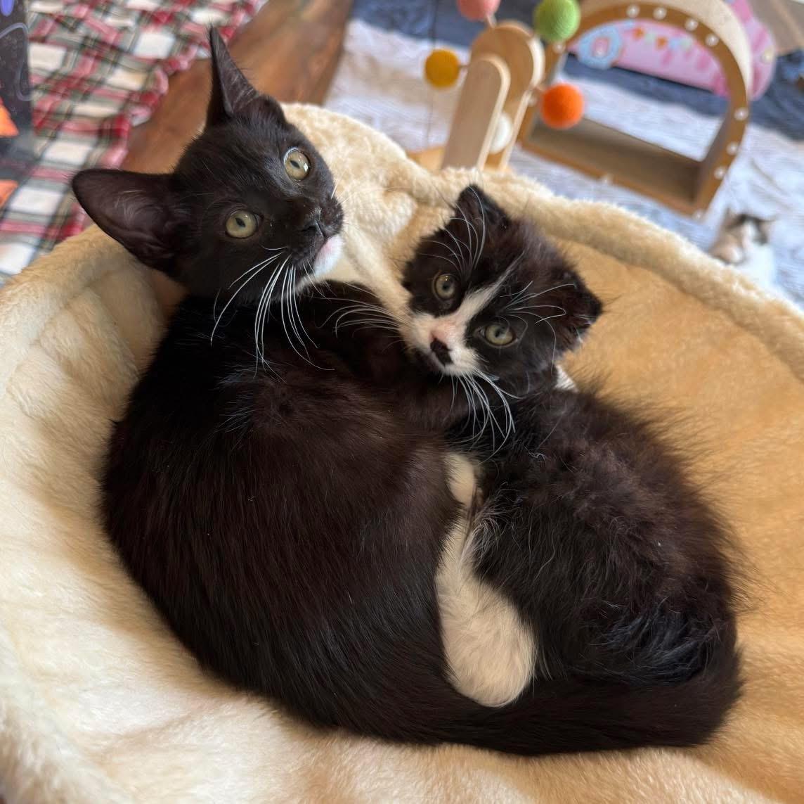 Zuzu, an adopted Tuxedo in Blanch, NC image 6/6