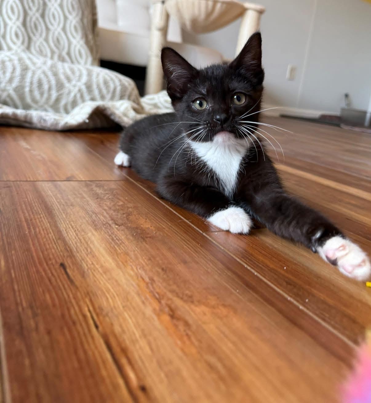 Zuzu, an adopted Tuxedo in Blanch, NC image 1/6