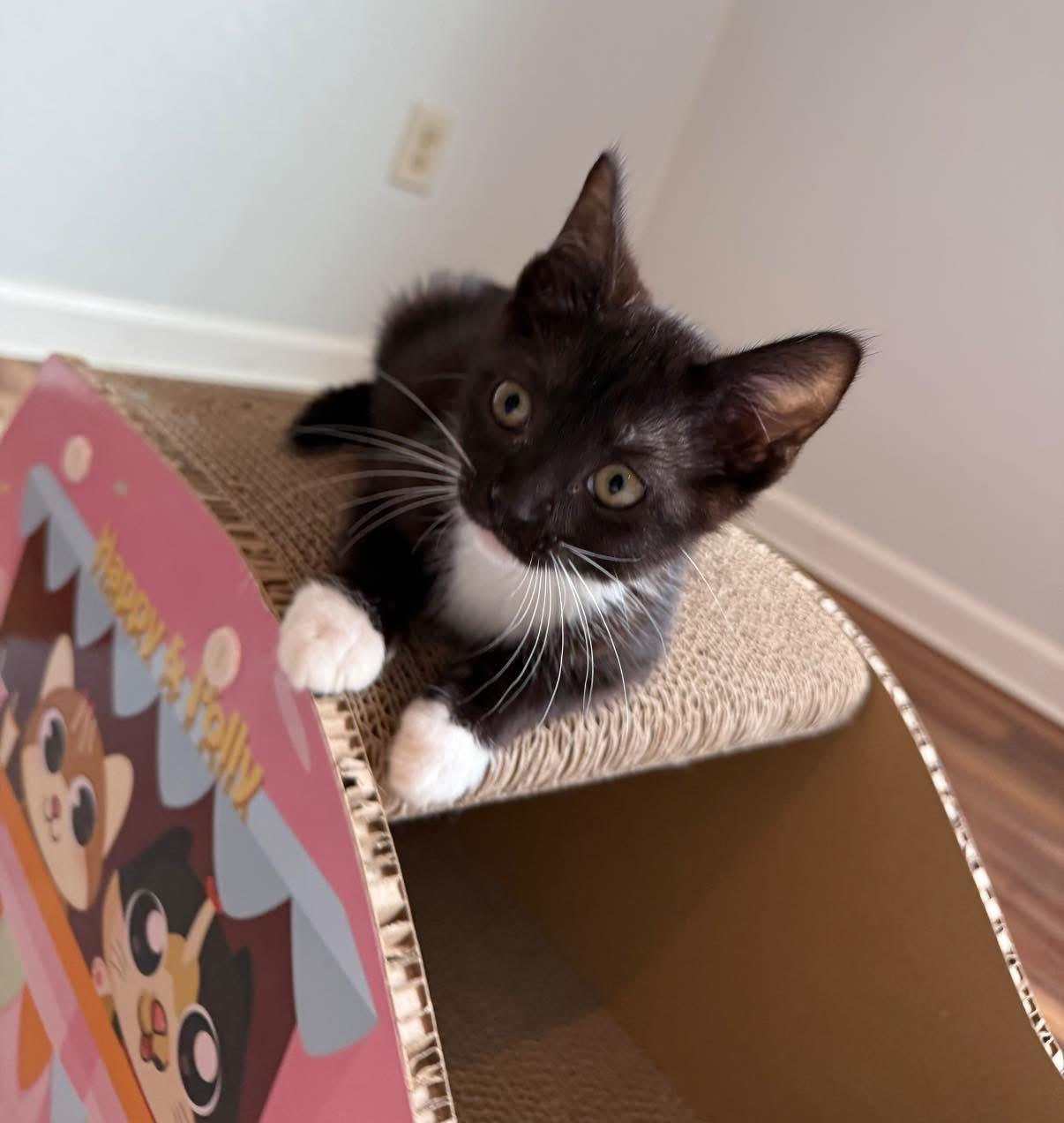 Zuzu, an adopted Tuxedo in Blanch, NC image 2/6