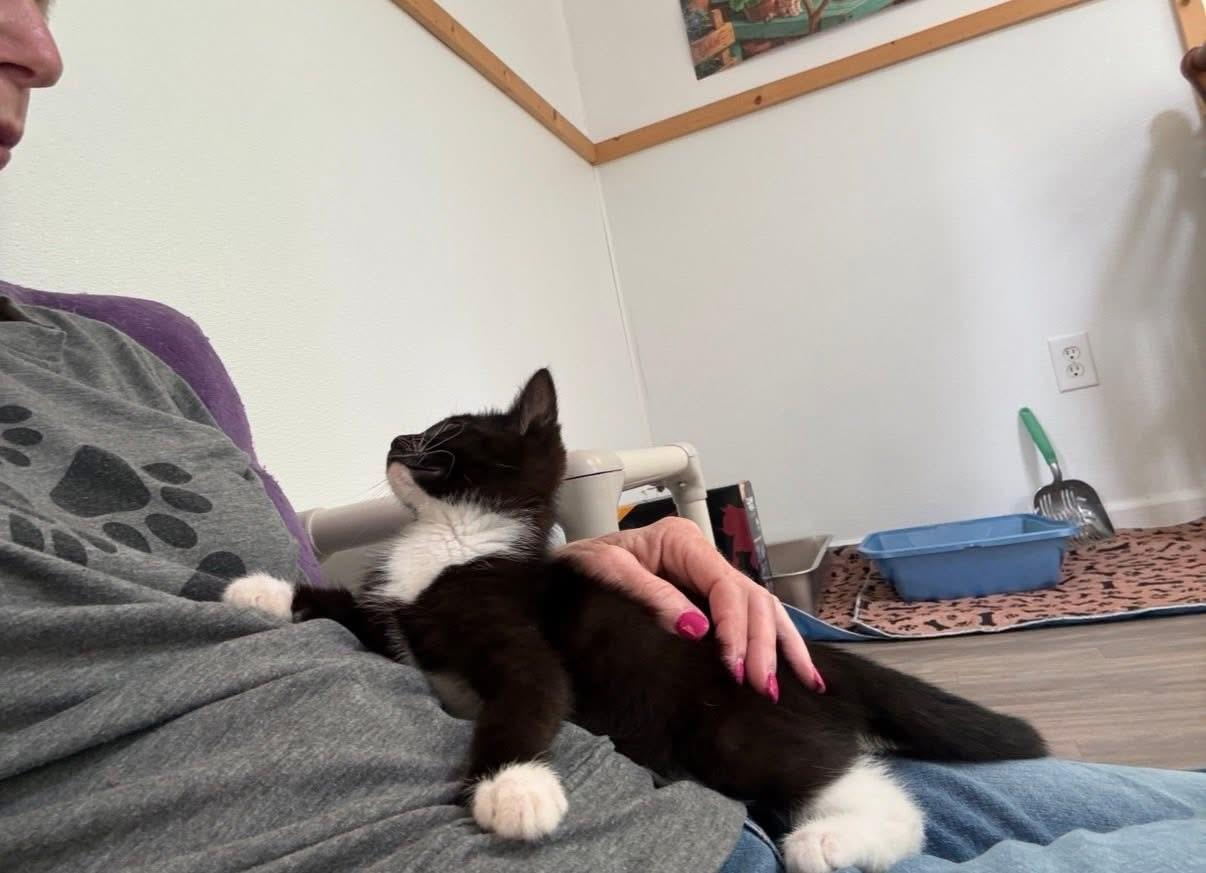Zuzu, an adopted Tuxedo in Blanch, NC image 5/6