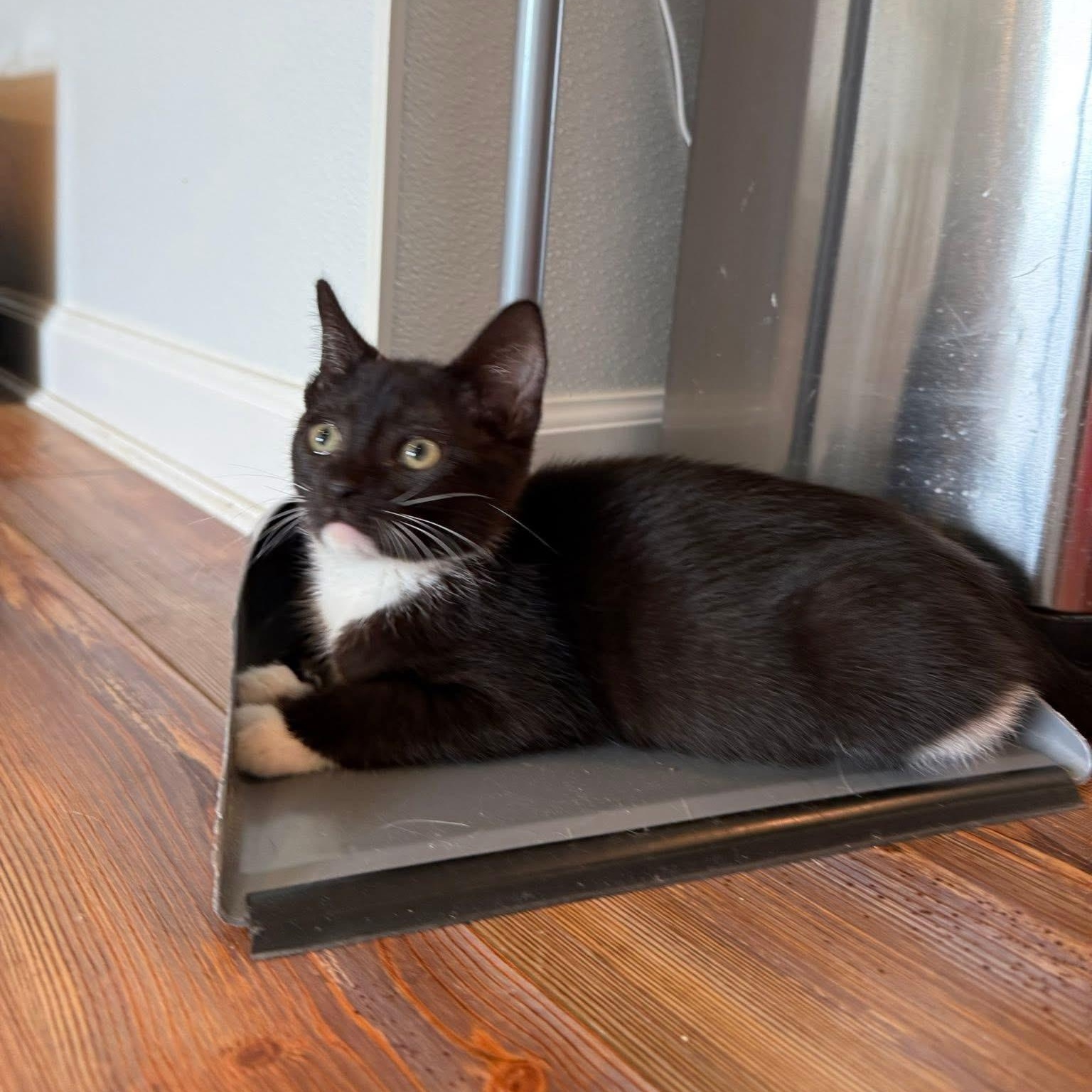 Zuzu, an adopted Tuxedo in Blanch, NC image 3/6