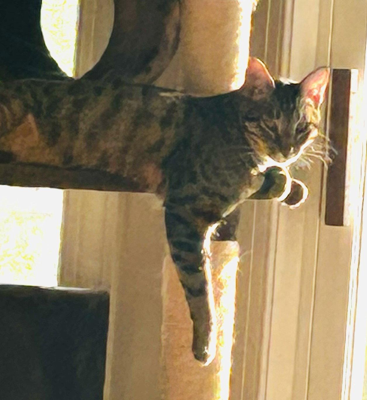 Ciaran, Adoptable, Young Male Domestic Short Hair & Tabby.