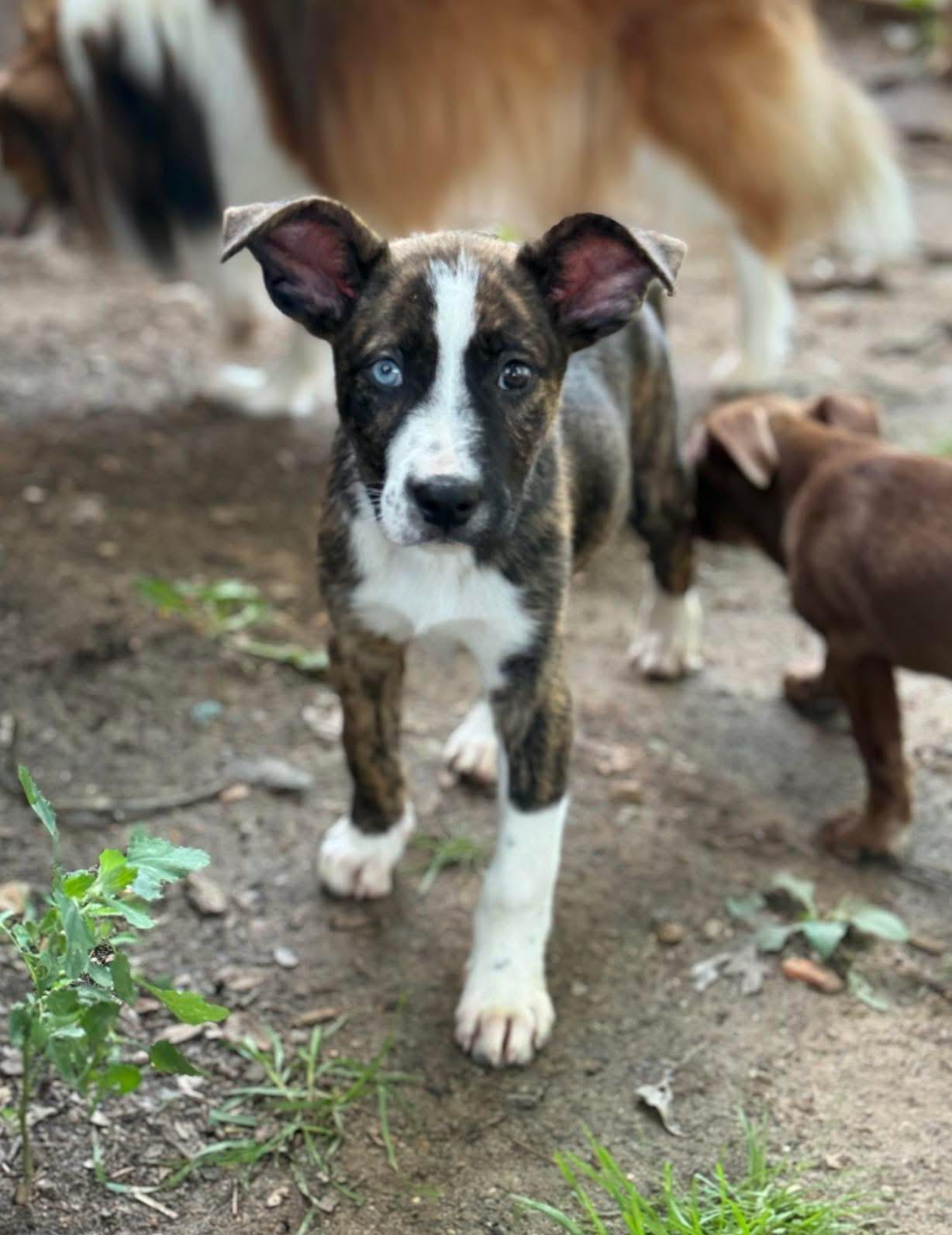 Nipsy Daiser, Baby Female Mixed Breed