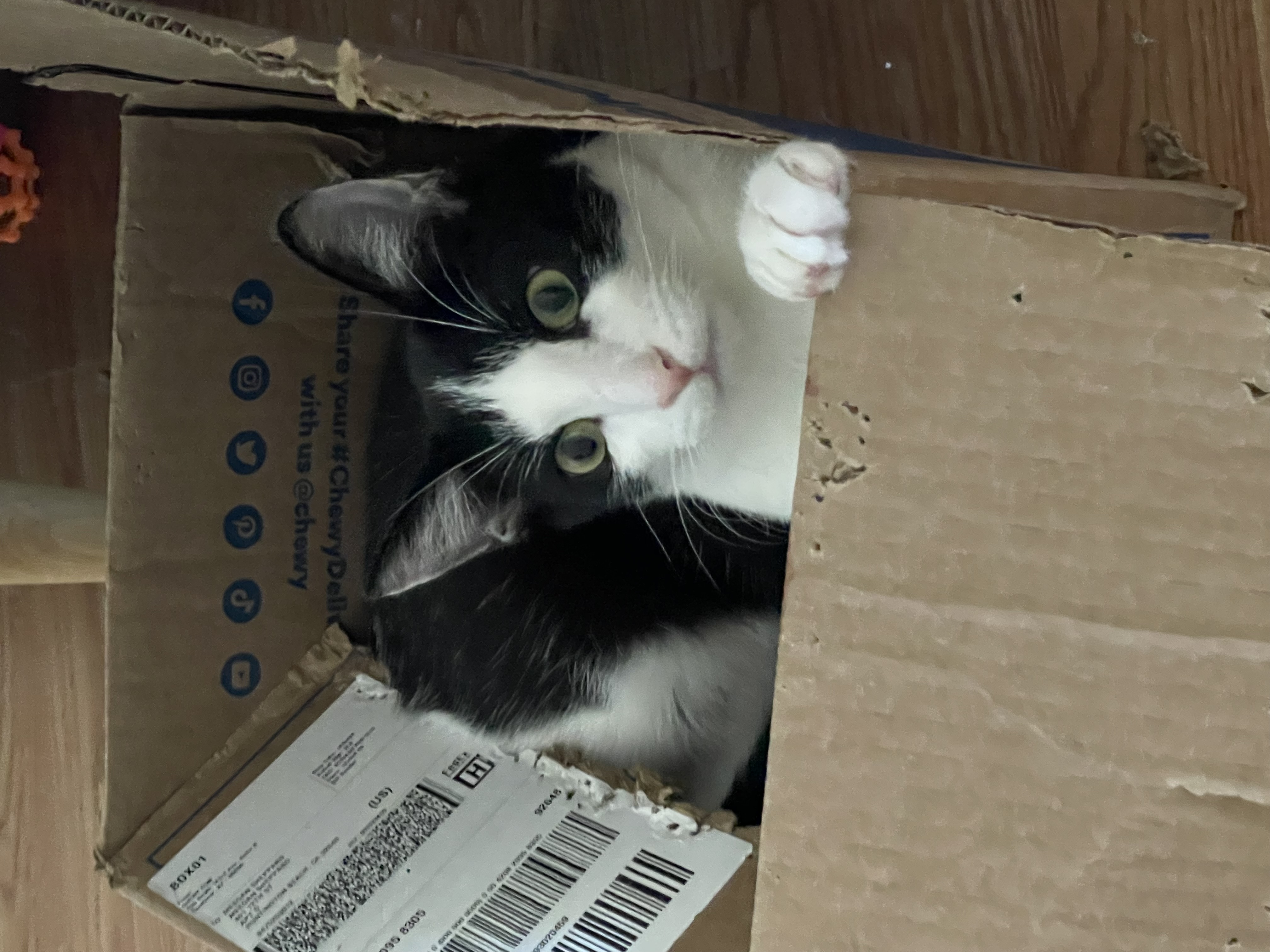 Steven, a Adoptable Domestic Short Hair in Huntington Beach, CA image 2/6