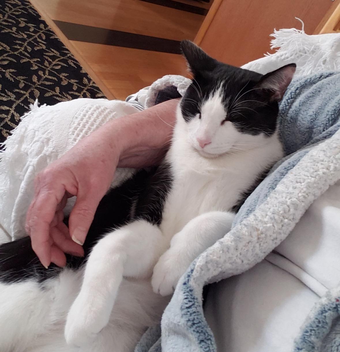 Steven, Adoptable, Adult Male Domestic Short Hair.
