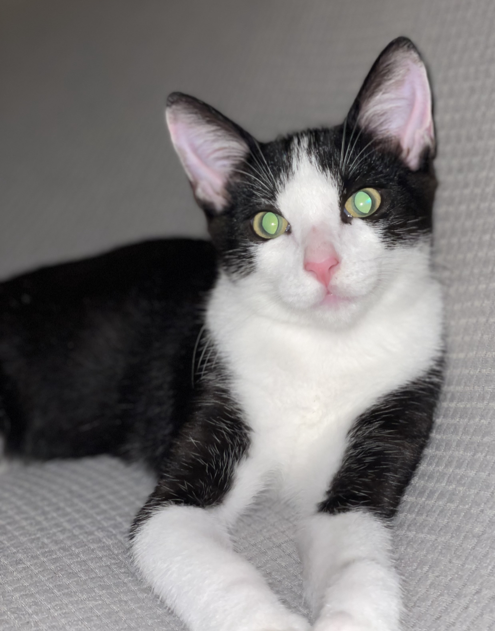 Steven, a Adoptable Domestic Short Hair in Huntington Beach, CA image 4/6