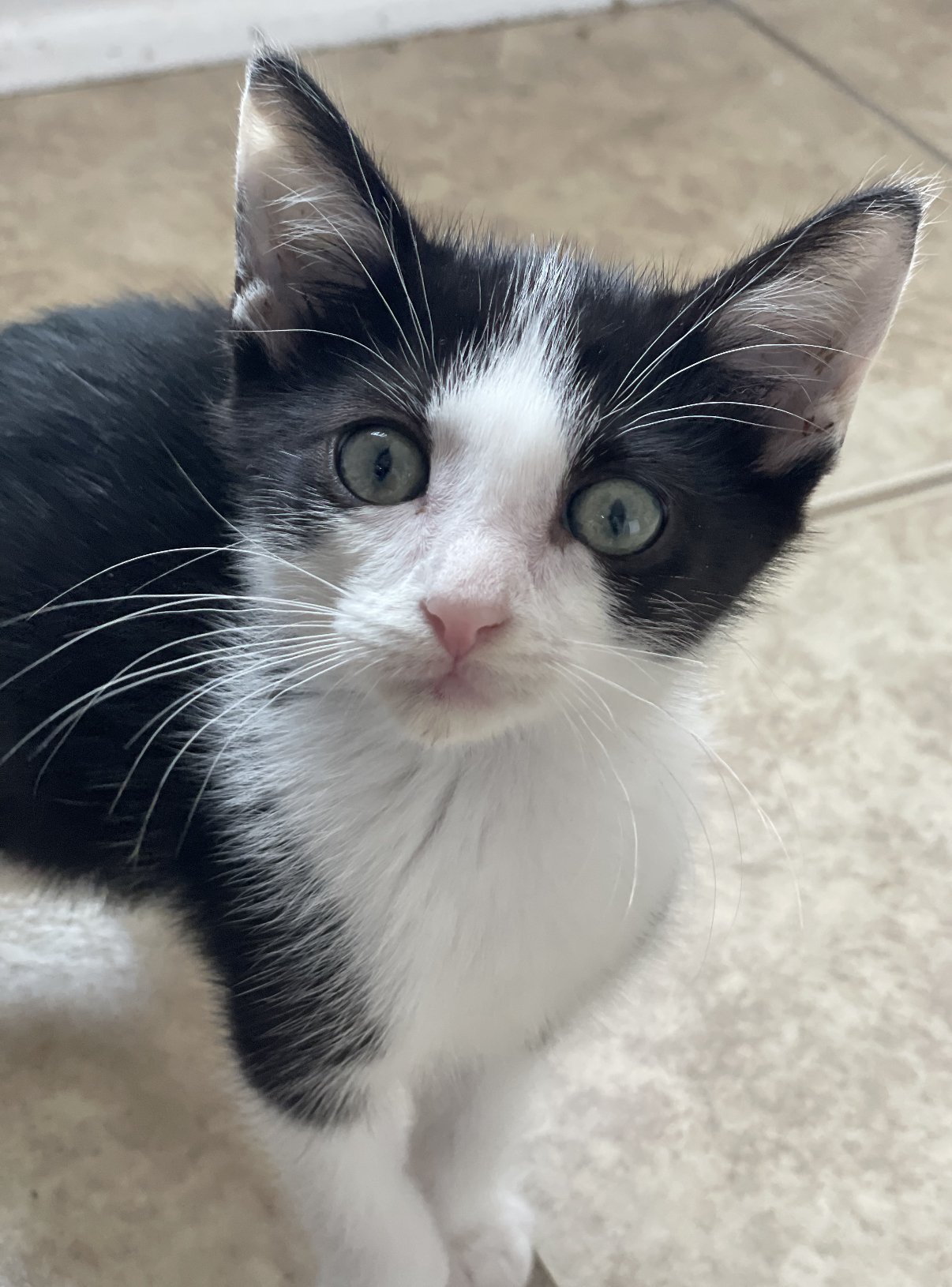 Steven, a Adoptable Domestic Short Hair in Huntington Beach, CA image 5/6