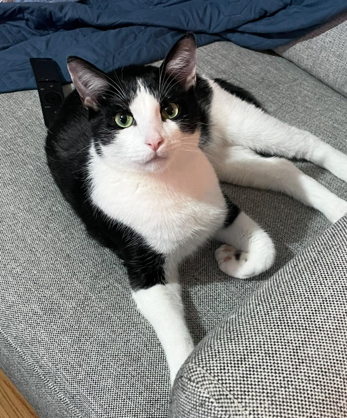 Steven, a Adoptable Domestic Short Hair in Huntington Beach, CA image 1/6